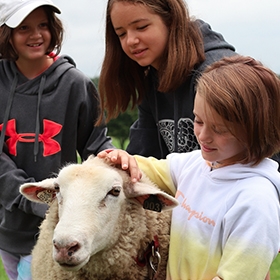 Three young children gather around a sheep