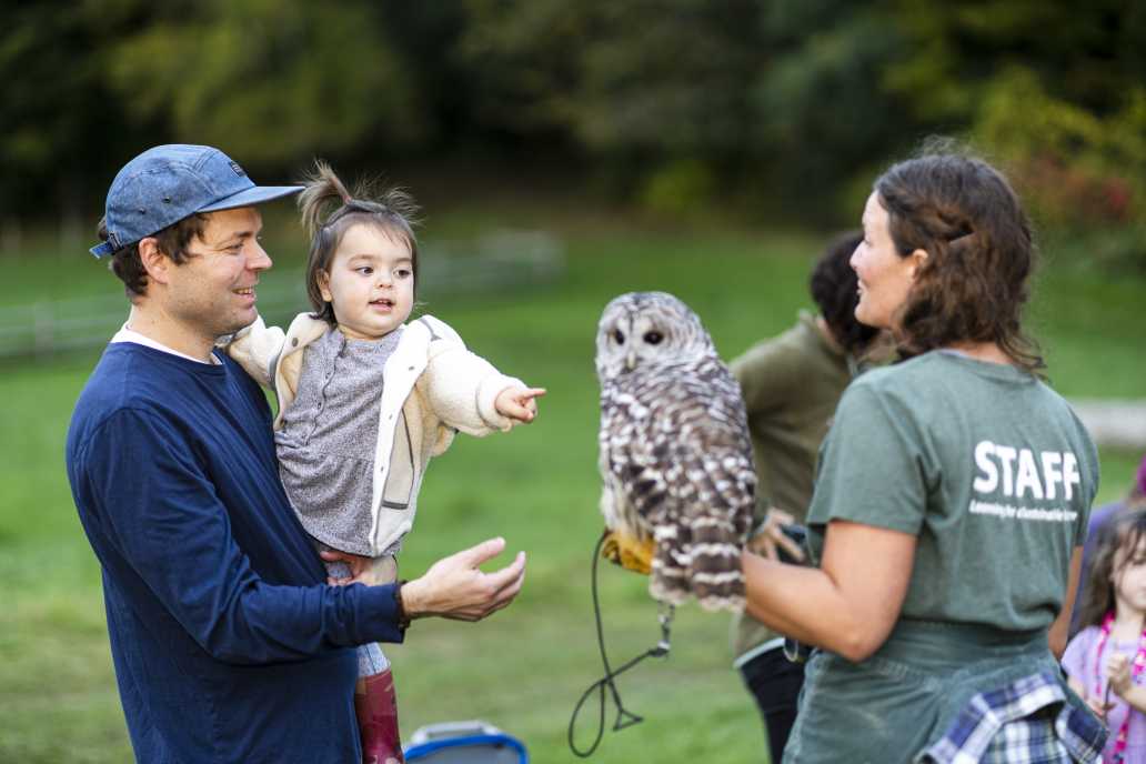 owl campfire