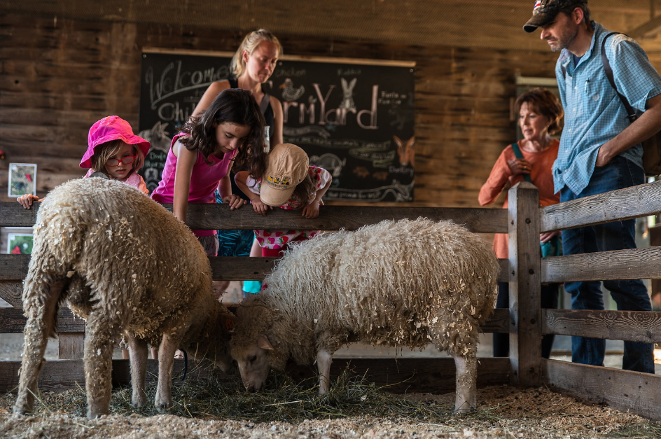 farm visitors petting fluffy sheep