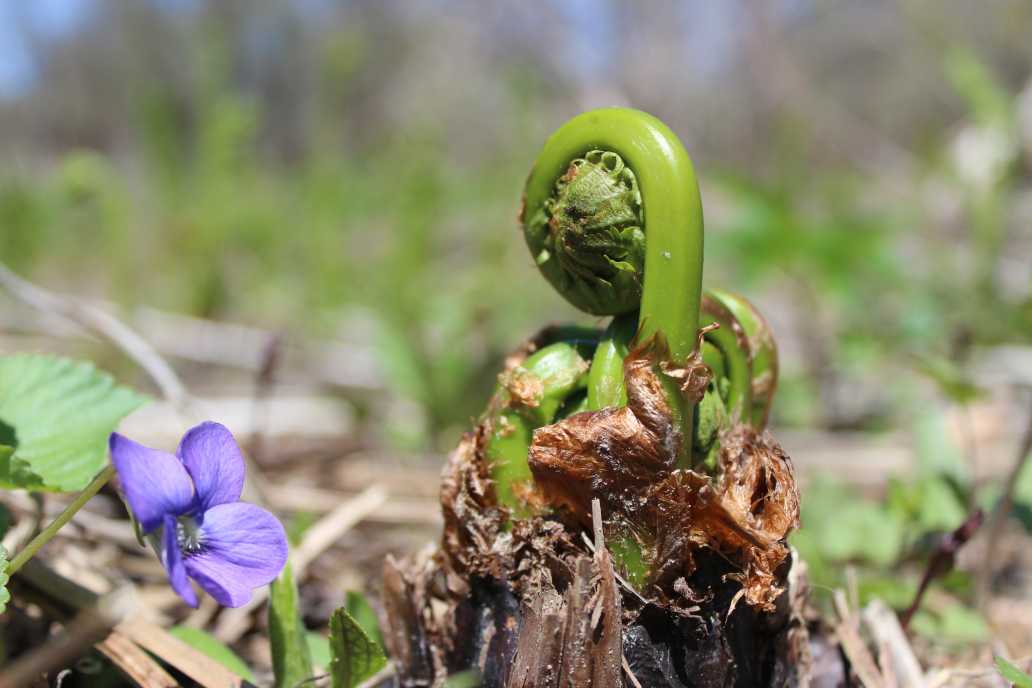 fern in spring