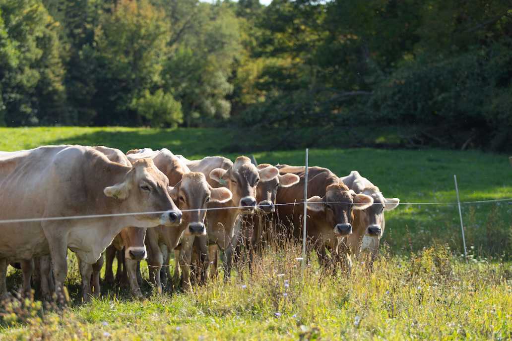 cows in pasture