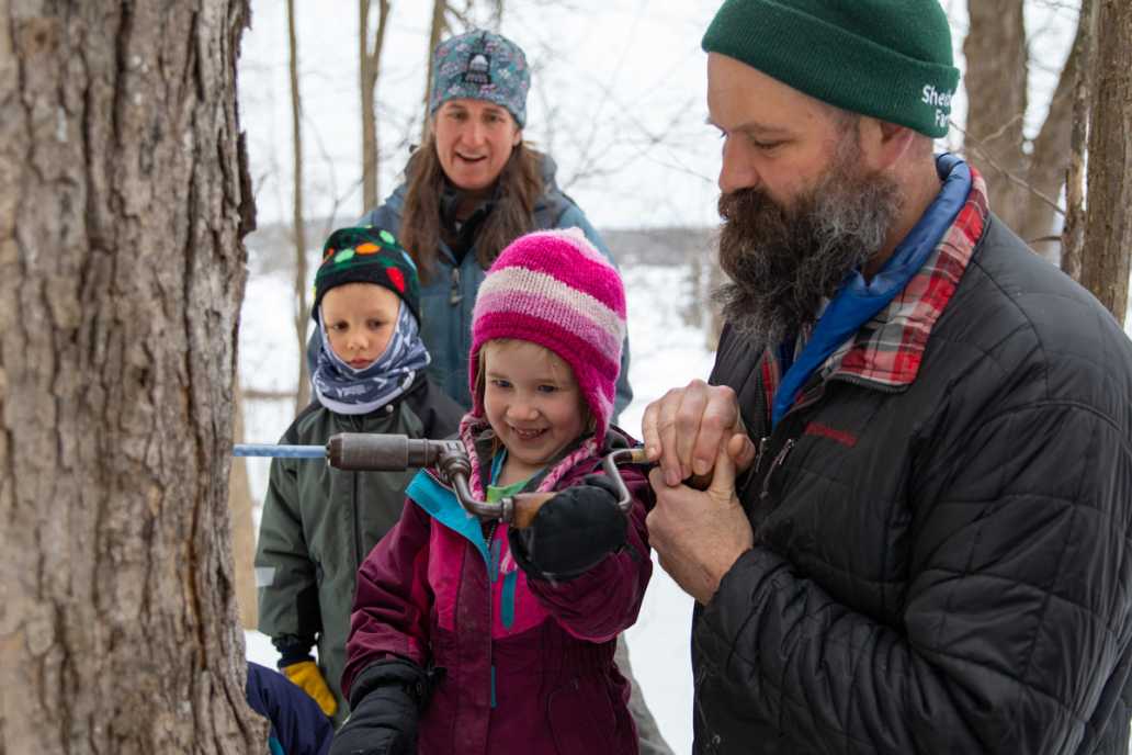 a young learner learns how to tap a maple tree