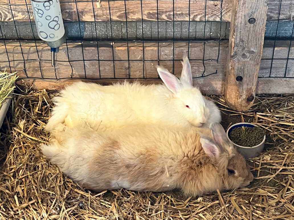 Two fluffy rabbits lay side-by-side in a large enclosure, hay and food nearby.