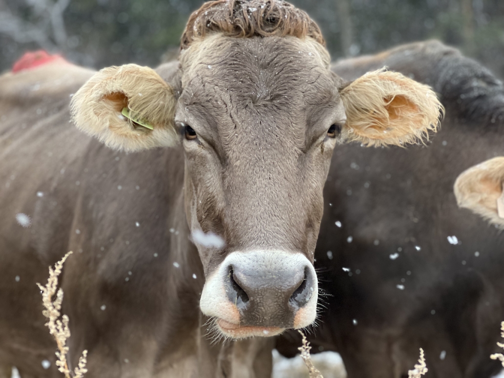 cow in field during winter