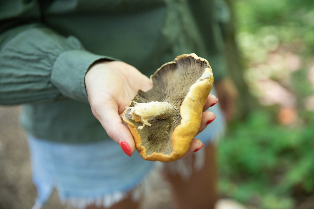 September mushroom foray 