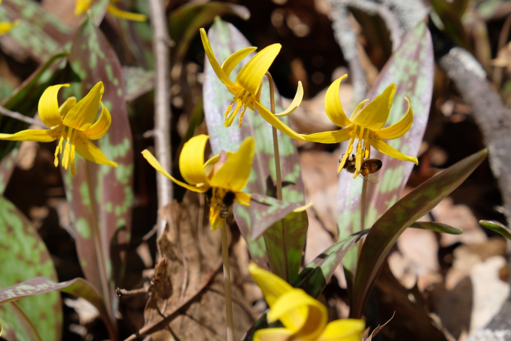 spring ephemerals