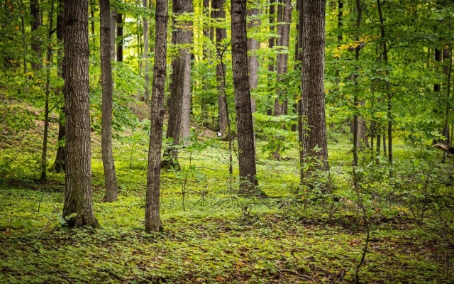 A lush green wooded path.