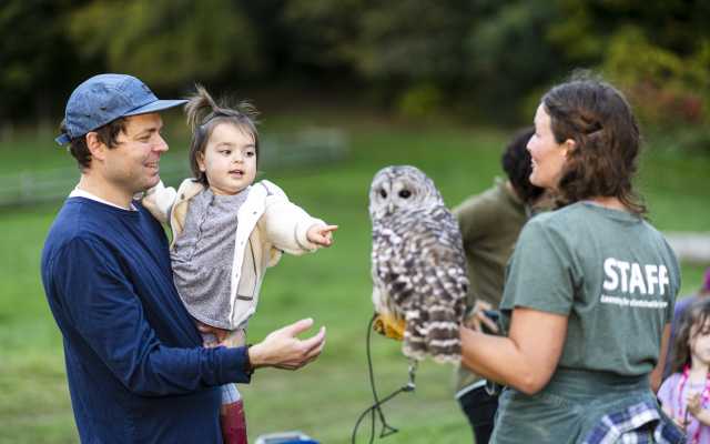 owl campfire