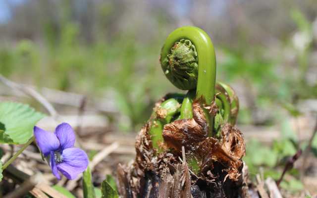 fern in spring