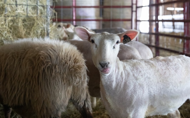 A freshly shorn sheep