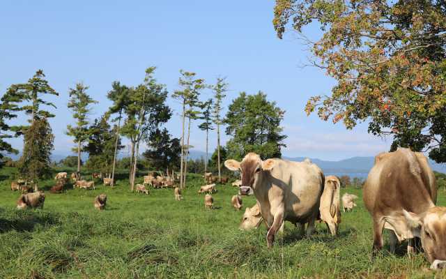 cows in field grazing