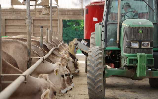 cows and tractor in dairy barn