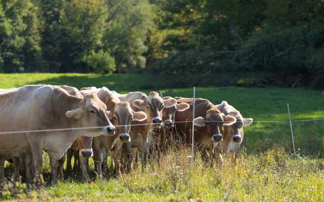 cows in pasture