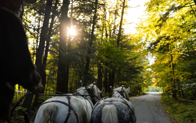 First person perspective of a draft horse driver driving two white horses on a forested road.