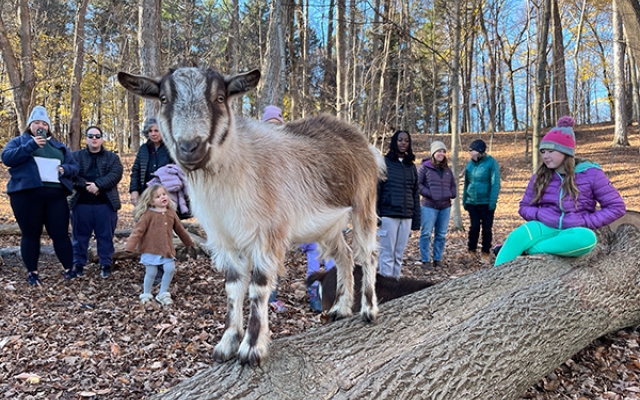 small goat standing on a fallen log in the fall woods with people behind him