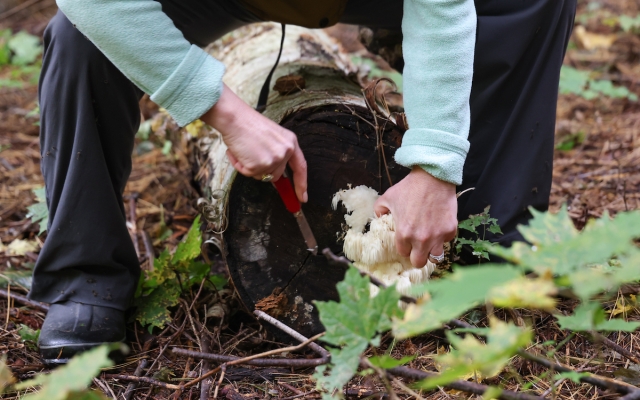 lions mane harvesting 