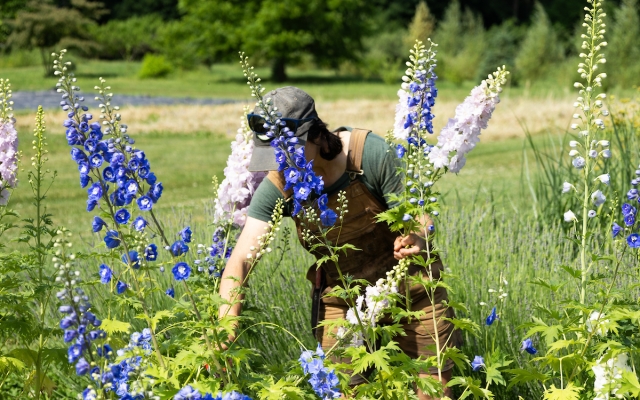 flowers in the Market Garden