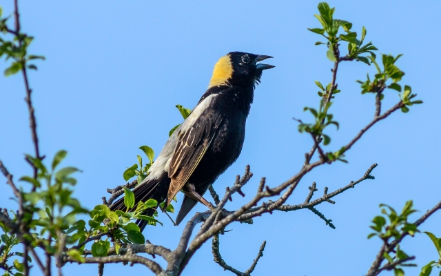 A boblink perches in a tree