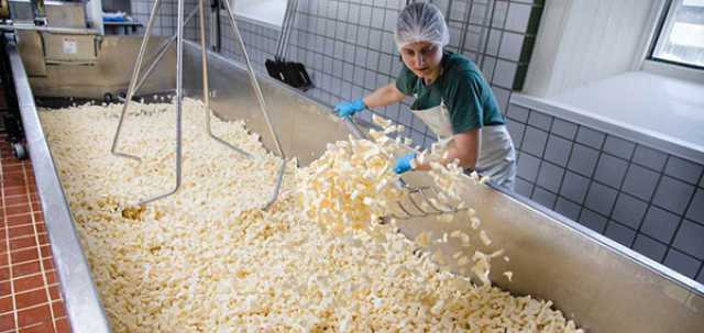 woman in hair net and white rubber apron tossing curds in a cheese vat