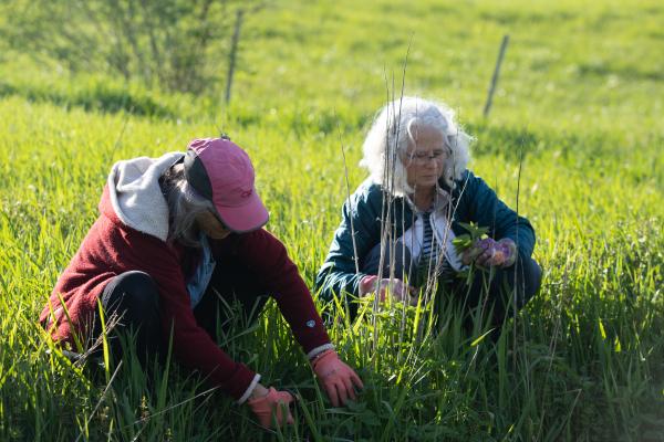 Program participants harvest nettles behind the Farm Barn.