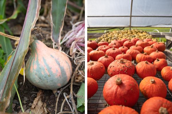 East Montpelier squashes, an indigenous Abenaki variety, in the Education Garden; Kabocha squashes curing in the greenhouse.