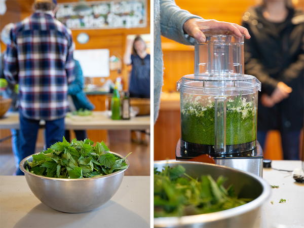 Processing the nettles into pesto.