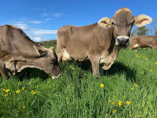 two dairy cows at pasture