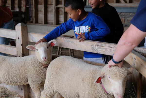 boy patting a sheep on the head