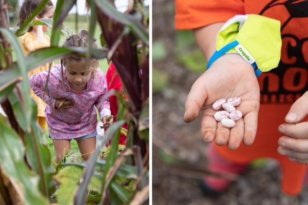 Adventures harvest corn, beans, carrots, and more from the Education Garden.