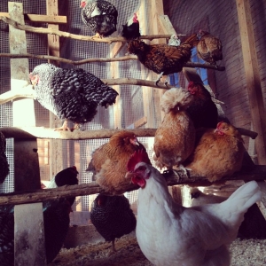 Our chickens stay in the quiet Farmyard coop through the winter.