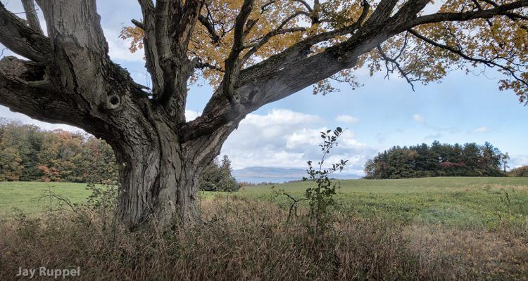 Tree photo by Jay Ruppel