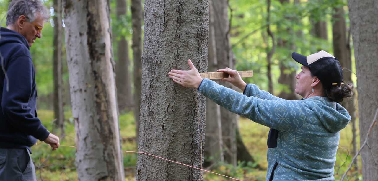 A person measures a tree with a measuring stick in a fall forest stand