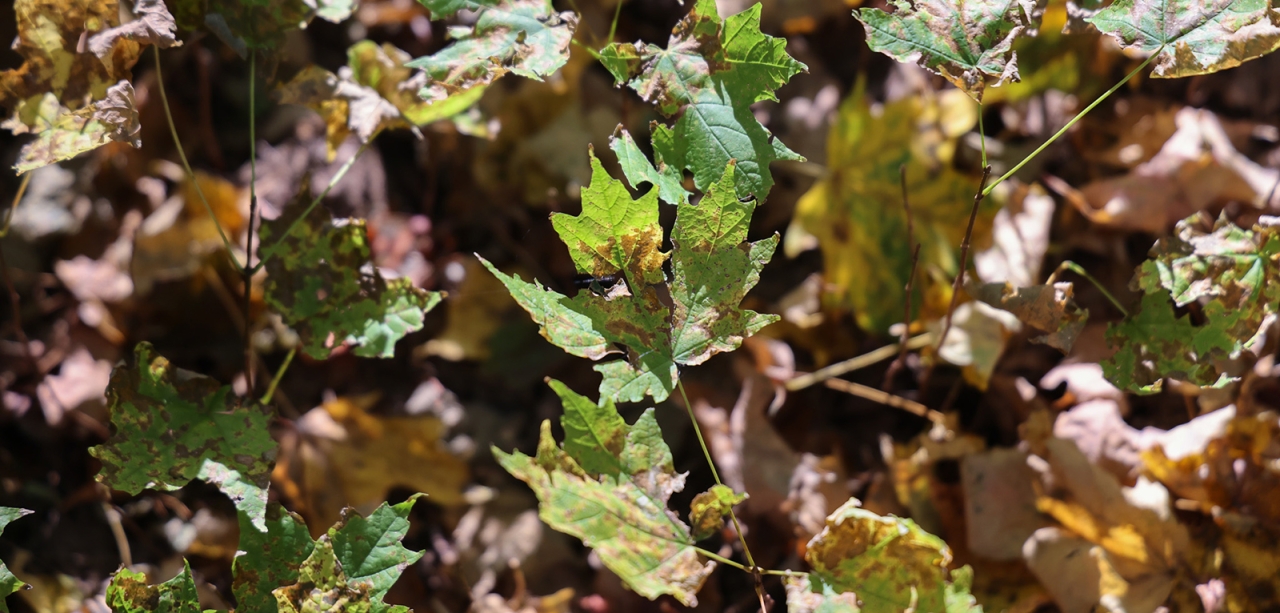 Green and yellow maple tree seedlings on a forest floor