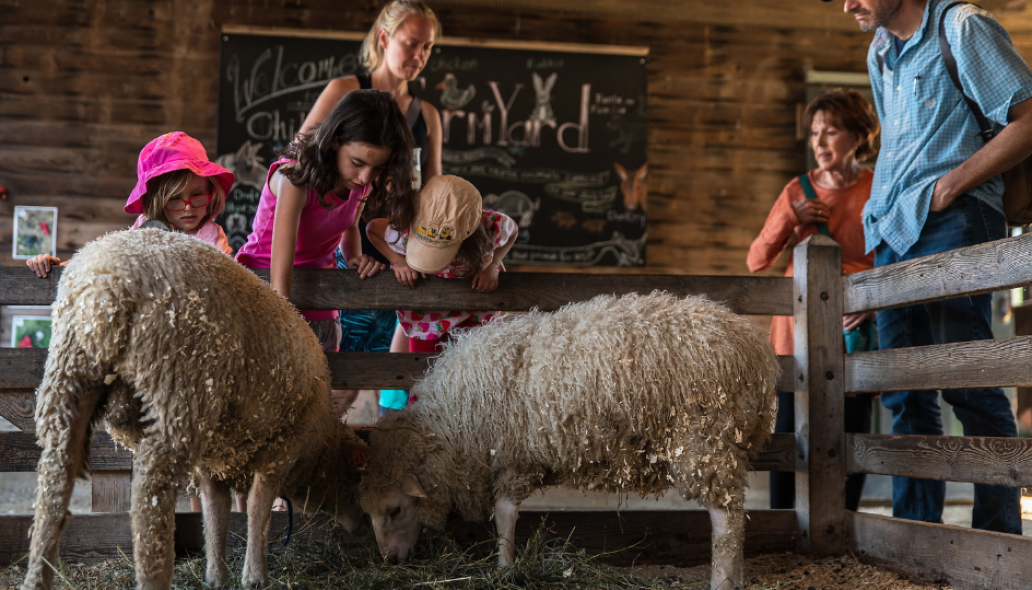 farm visitors petting fluffy sheep