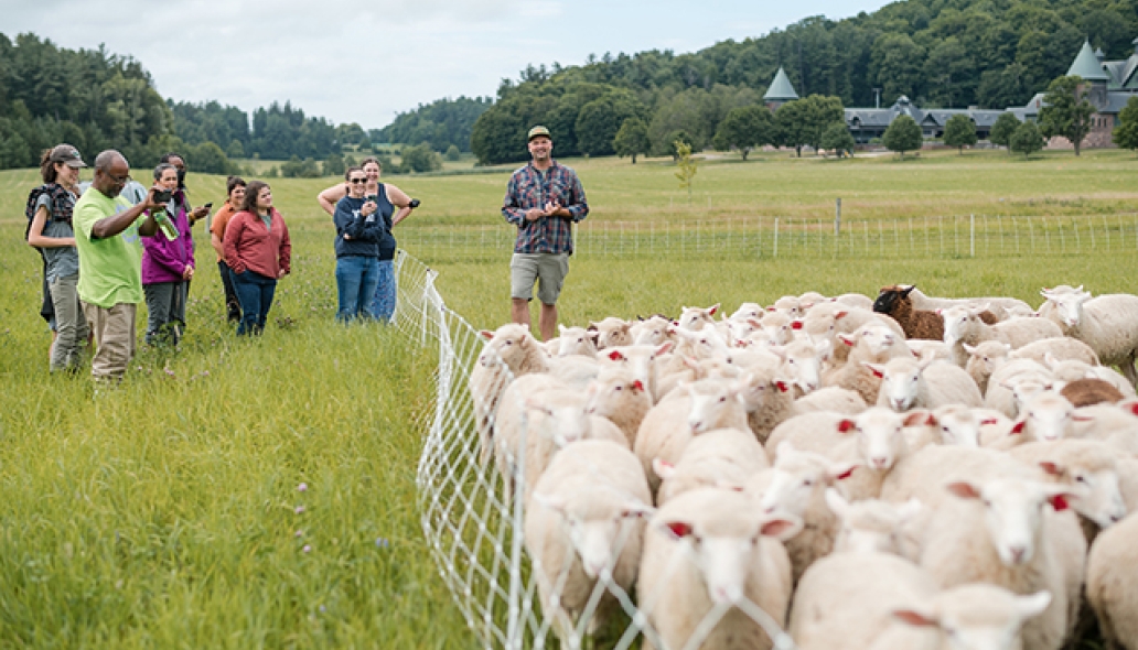 A dozen adults stand in a field full of tall pasture grass, admiring a flock of sheep