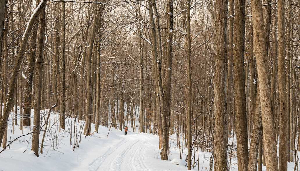 Miles in the woods