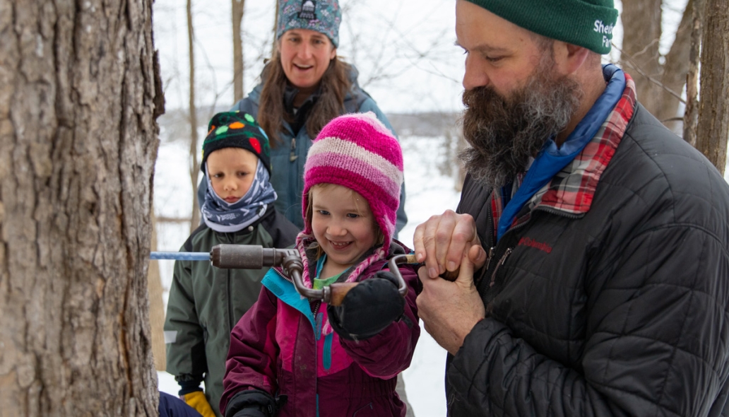 a young learner learns how to tap a maple tree