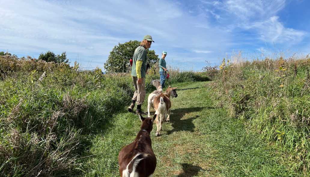 Goat Hike