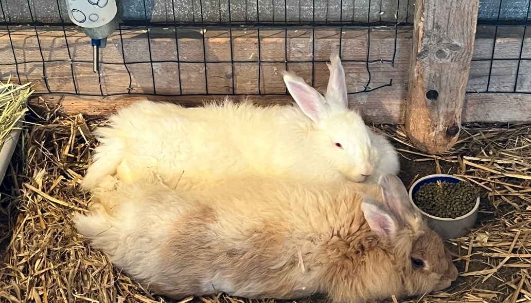 Two fluffy rabbits lay side-by-side in a large enclosure, hay and food nearby.