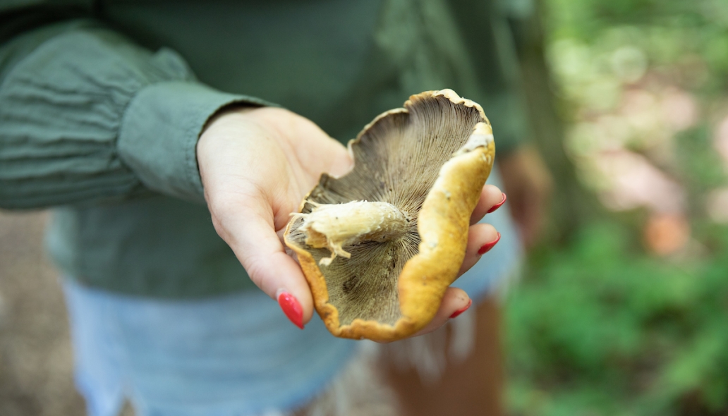 September mushroom foray 