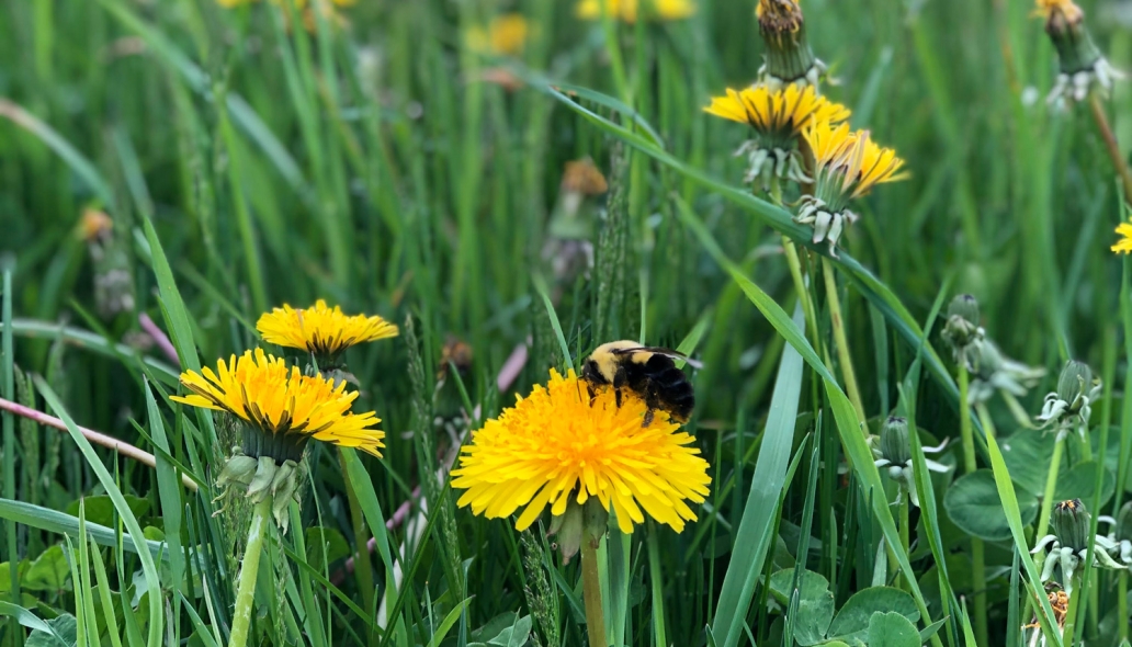 dandelion in grass with bee