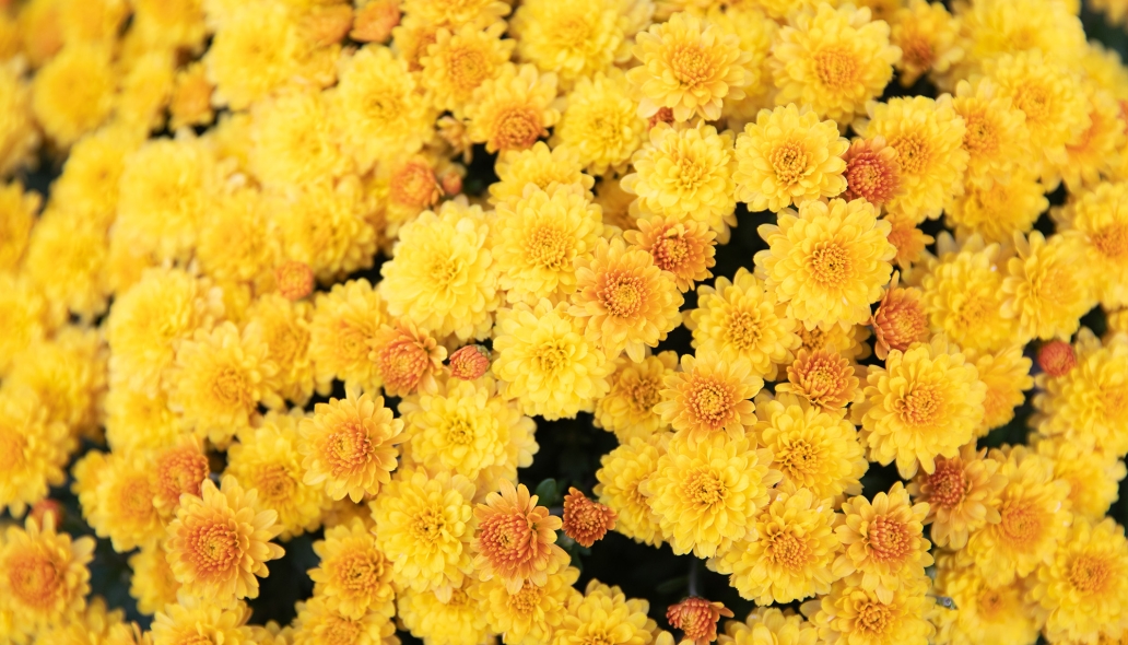 yellow flowers