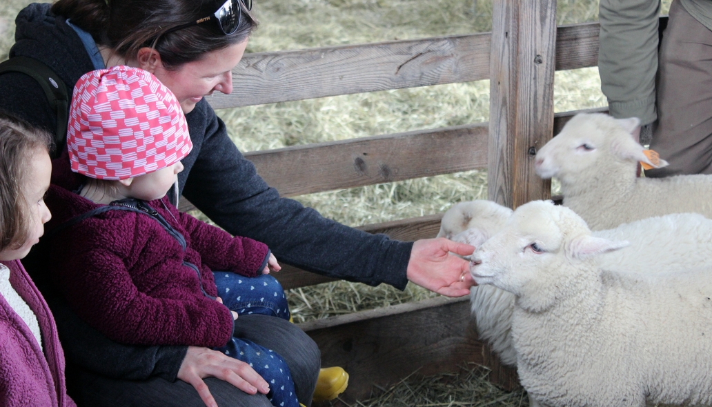 family playing with lambs